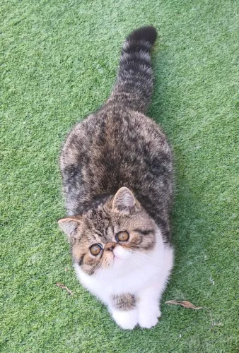 Raça Exotic Shorthair