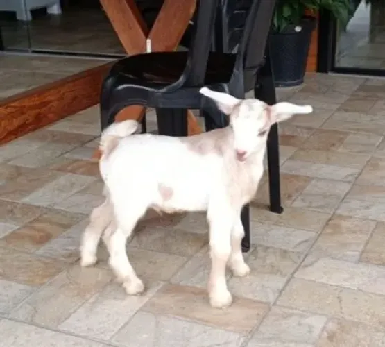 Bodinho