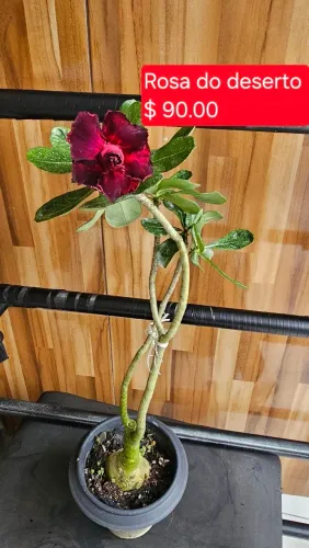 Rosa do deserto