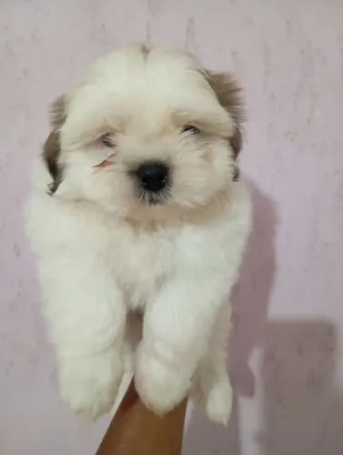 Shih tzu macho