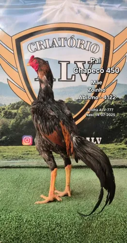 Galo Chapecó 