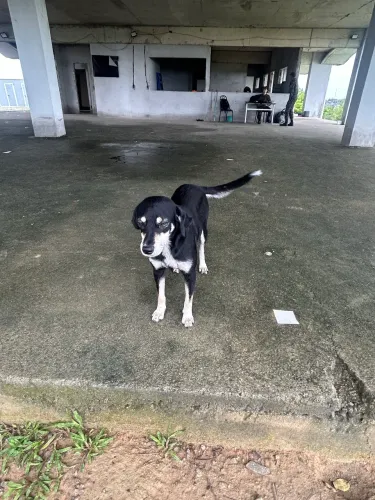 Cadela pra adoção responsável 