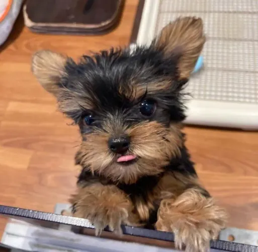 Yorkshire terrier raça purissima pequenino