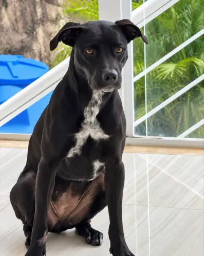 Cadela para adoção