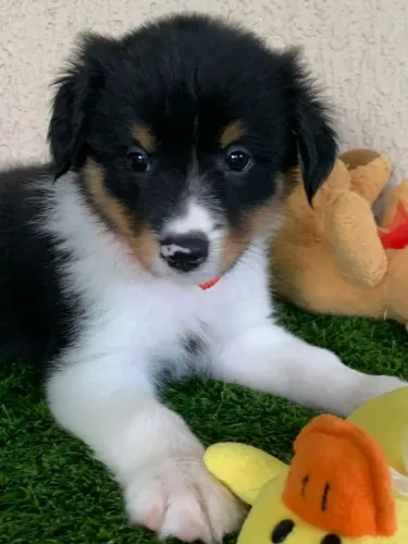 Border collie machos