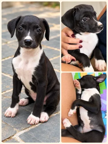 Doação responsável, porte pequeno (mistura de terrier brasileiro com porte médio)
