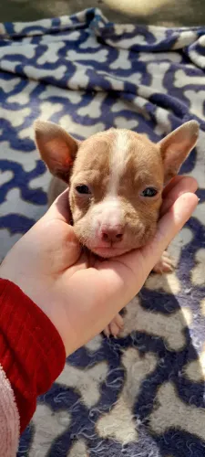 pitbull american terrier 