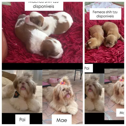 Lindos filhotes  para reserva  de  shitzu 