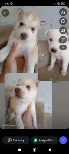 Filhote de cachorro