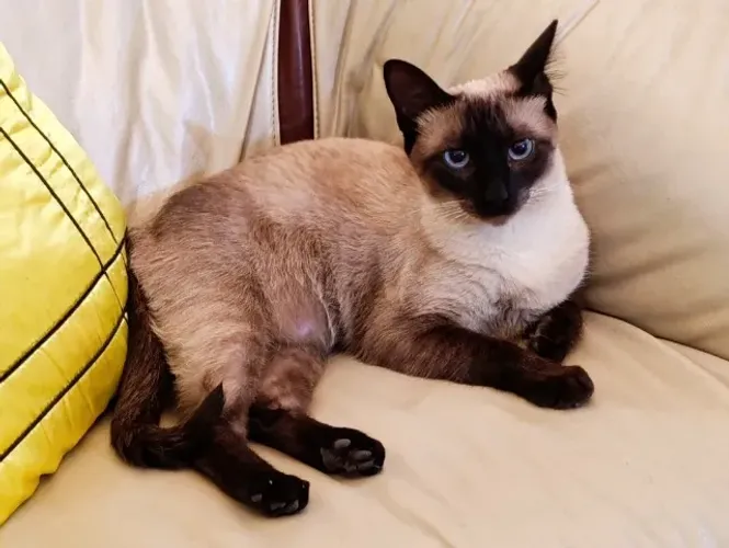 Gatinha siamês para adoção responsável