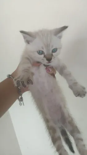 Gato e gata