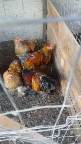 Galo Brahma 8 meses