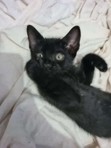 DOA-SE GATA URGENTE