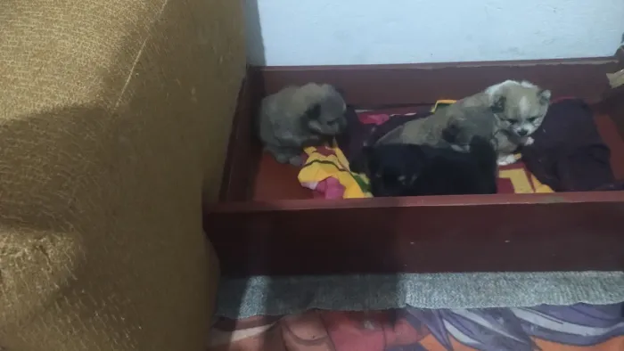 Vende lindos filhotes de spiti alemão reservas pelo whatsapp * sou de São Paulo