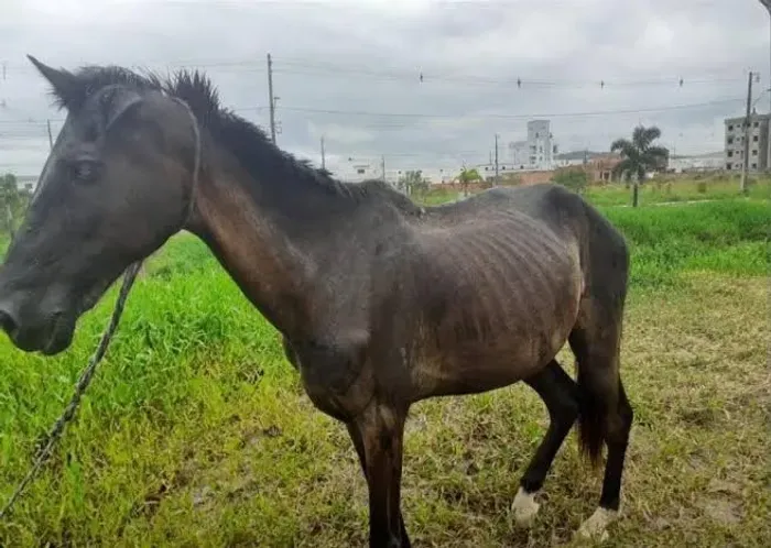 Cavalo a venda