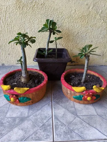 Promoção de primavera