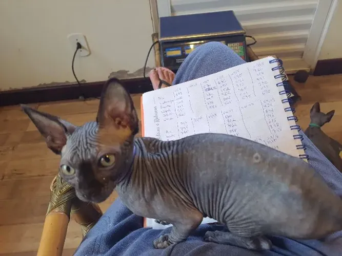 Gato Sphynx