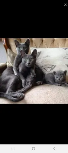 Gatos azul russo legítimos