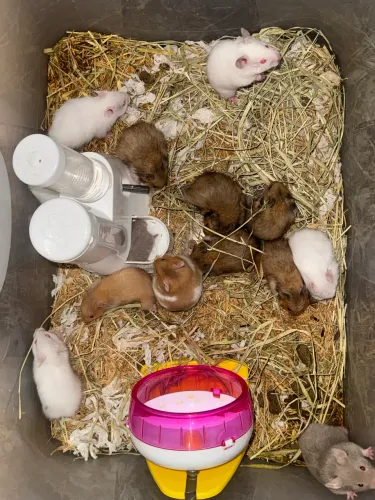Hamster Sírio - Alta qualidade $50,00