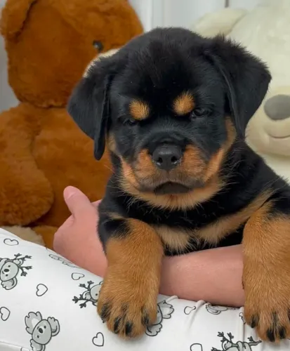 Rottweiler Cachorrinho que pode deixar sua busca ainda mais interessante