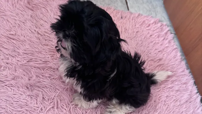 ? FILHOTE DE SHIH TZU À VENDA ?