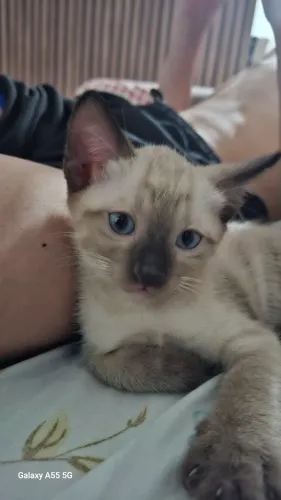 filhote gato Siamês macho 2 meses