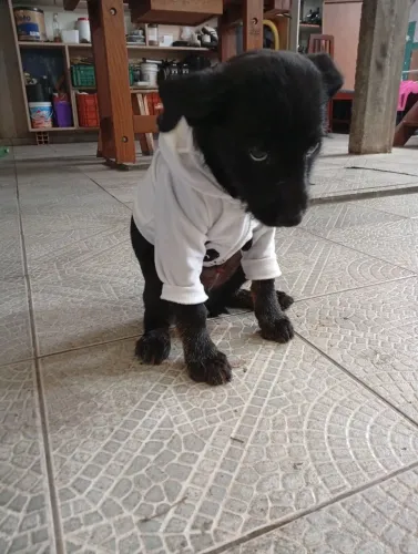 Doação de cachorro 3 meses