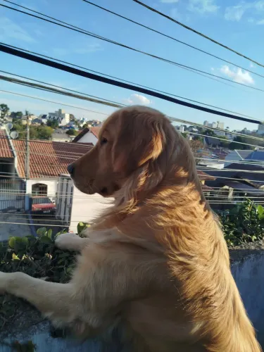 Doação Golden 