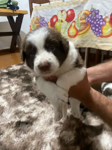 Border Collie