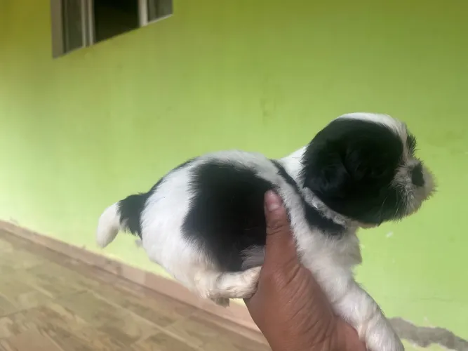 Shitzu macho