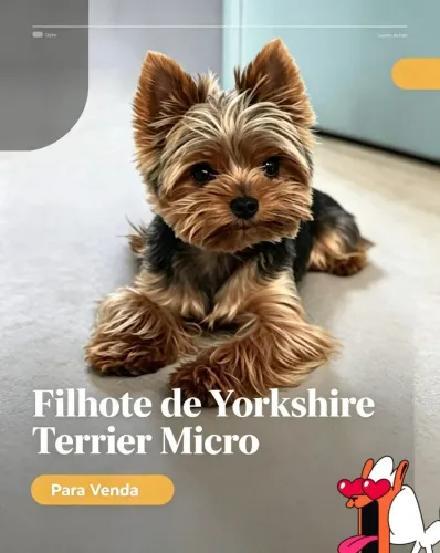 Yorkshire micro