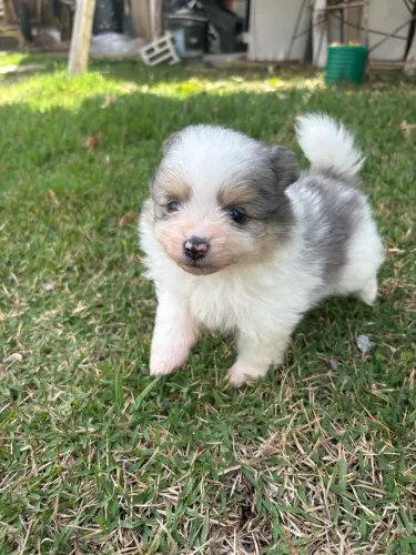 Spitz alemão fêmea