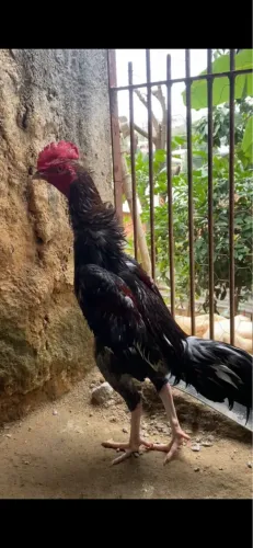 Vendo casal galinha body inglês