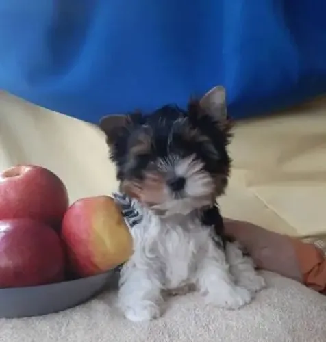 Yorkshire terrier Biewer raça pura seu novo parceiro