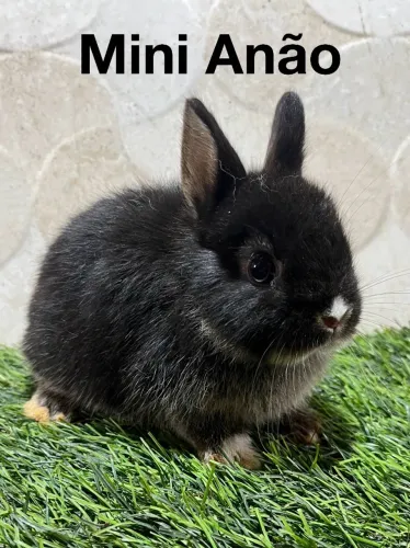 Mini anão