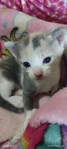 Gatos filhotes para adoção! Estão desmamando. Tem macho e fêmea. Lindos! ?