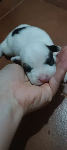 Doação de cachorro 