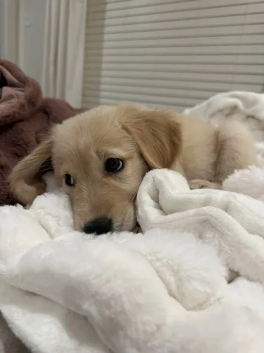 Golden Retriever maravilhosa