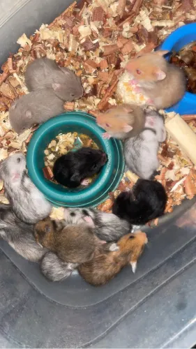 Hamster filhotes