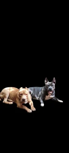 American Bully  GENETICA de CAMPEÃO 