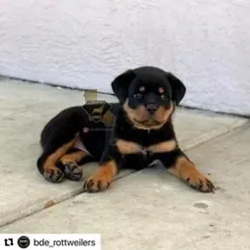 Rottweiler,Rottweiler Filhote com Forte Padrão da Raça e Ótimo Temperamento