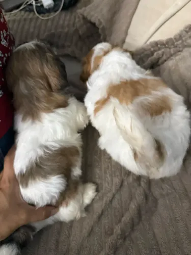Filhote de shih tzu