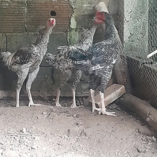 Frangos caipira carijos 
