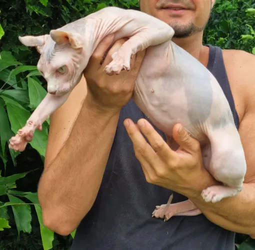 Sphynx adulto macho 