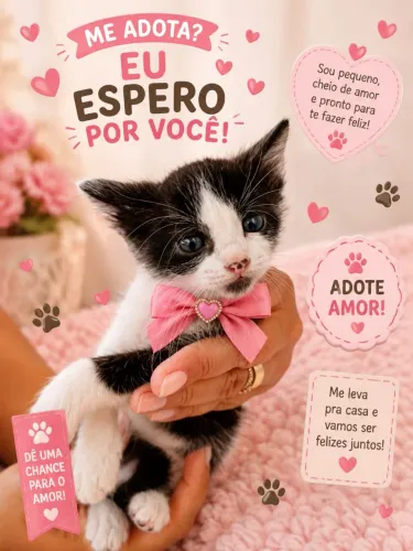 Doações de gatinhos 