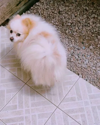Spitz Alemão Adulto Macho lulu da Pomerânia 
