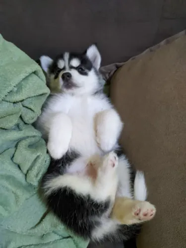 VENDO FILHOTE DE HUSKY