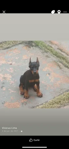 Doberman