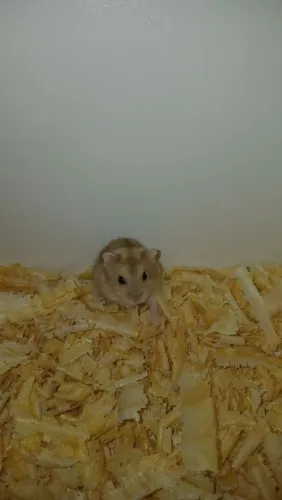 Hamster anão russo