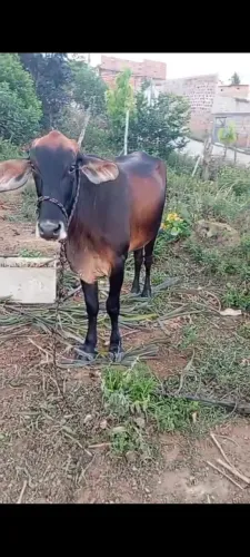 Novilha 4 meses de enchetada pra vender 3600